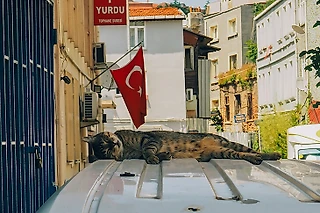 Почему в Турции феноменально много кошек