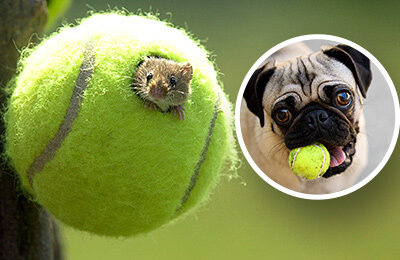 WTA, ATP