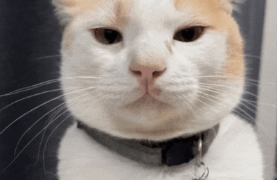 TikTok, Мемы про животных