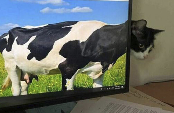 Мемы про животных, Мемы читателей