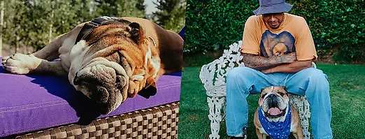 Пес Хэмилтона – на обложке модного журнала про собак! 7 лет снимается в рекламе и отбирает славу у хозяина
