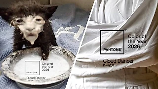 Cloud Dance – цвет 2026 года от Pantone. Что это за оттенок и почему он стал мемом