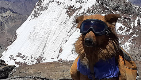 Коты и собаки – тоже альпинисты: шли на Эверест и Эльбрус, некоторые остались в горах
