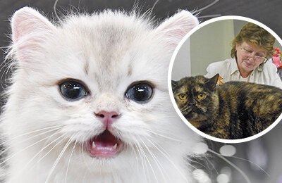 коты, животные и спорт