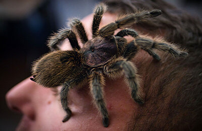 Тест: настоящая или выдуманная фобия?