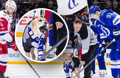 «Игроки спрашивали, не кусается ли Дени». Лабрадор с миллионами подписчиков – на матче КХЛ!