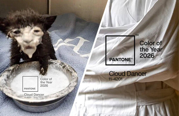Cloud Dance – цвет 2026 года от Pantone. Что это за оттенок и почему он стал мемом