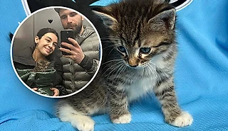 🐈 Милая история из Минска: игроки «Динамо» спасли и приютили котенка