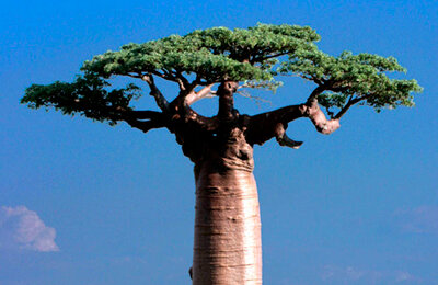 TikTok, Иван Золо