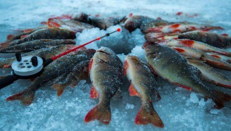 Зимняя рыбалка для начинающих – как начать, руководство и советы по зимней рыбалке