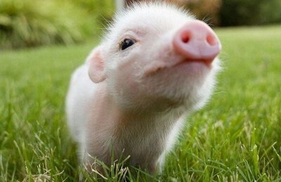 Мемы про животных, мемы, TikTok, Свежие мемы