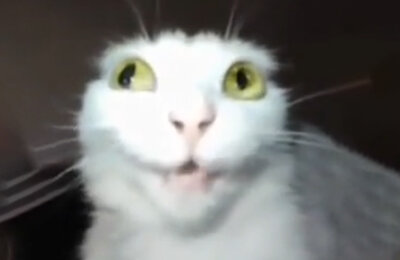 Свежие мемы, Мемы про животных, TikTok