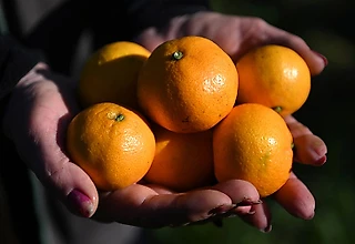 Сколько мандаринов можно в день? В какой момент они уже во вред, а не на пользу