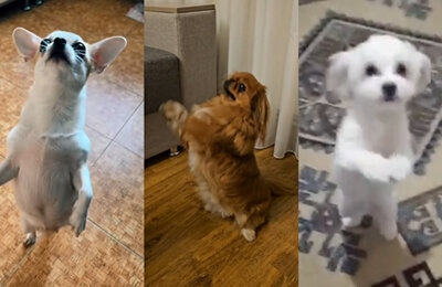 TikTok, Мемы про животных