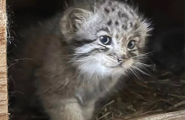 мемы, Мемы про животных, Свежие мемы