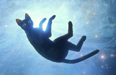 Оскар, Полнометражные мультфильмы