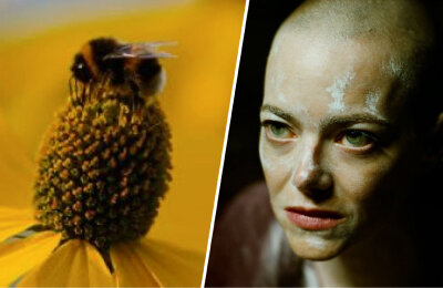 Оскар, Эмма Стоун, Бугония