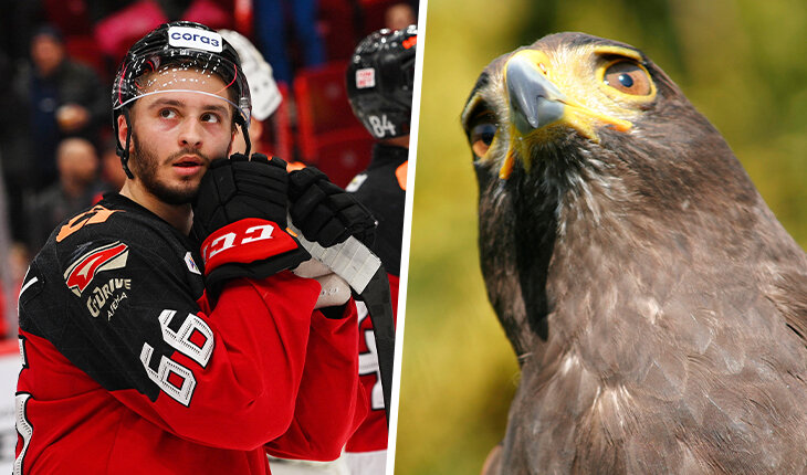 Сезон «Авангарда» в 12 гифках из жизни ястребов