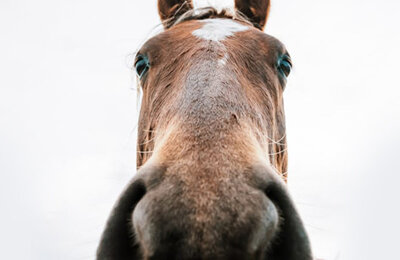 мемы, Мемы про животных, TikTok