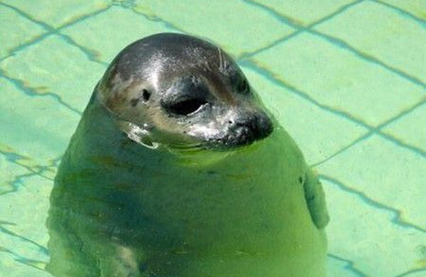 Мемы читателей, Мемы про животных