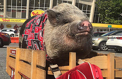 НХЛ, Каролина, животные и спорт, маскот, видео, фото