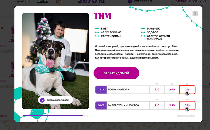«Андердоги» – проект, в котором прогнозы на футбольные матчи помогают бездомным собакам