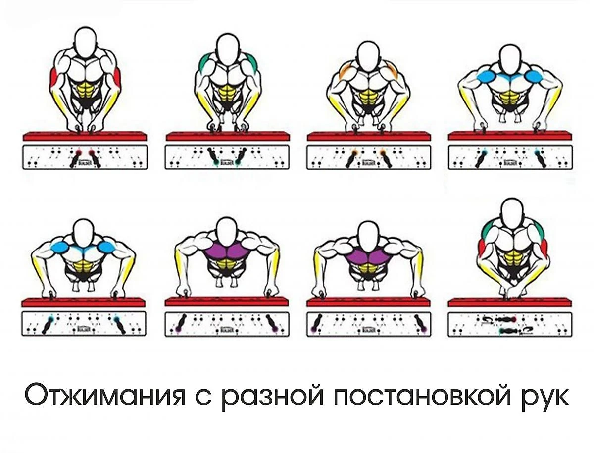 Система отжиманий для начинающих - Советы от Панды - Блоги Sports.ru