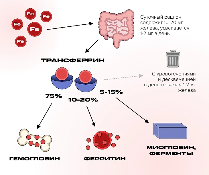 Почему страшен для организма избыток 