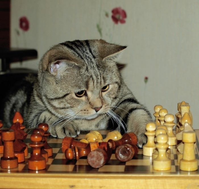 быстрые шахматы, коты
