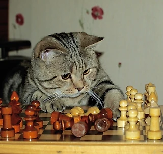 Партия в шахматы закончилась дракой