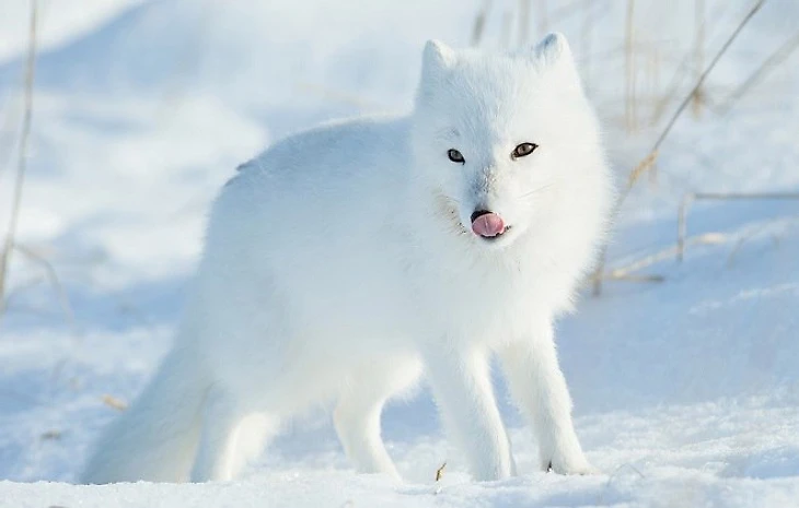 Полярная Лиса