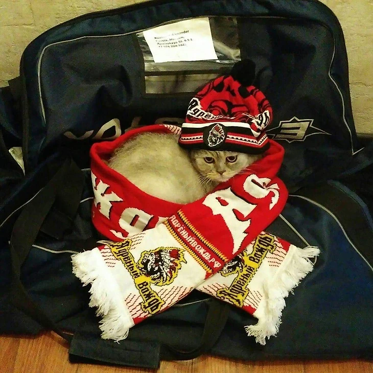 Хоккейные котики клуба