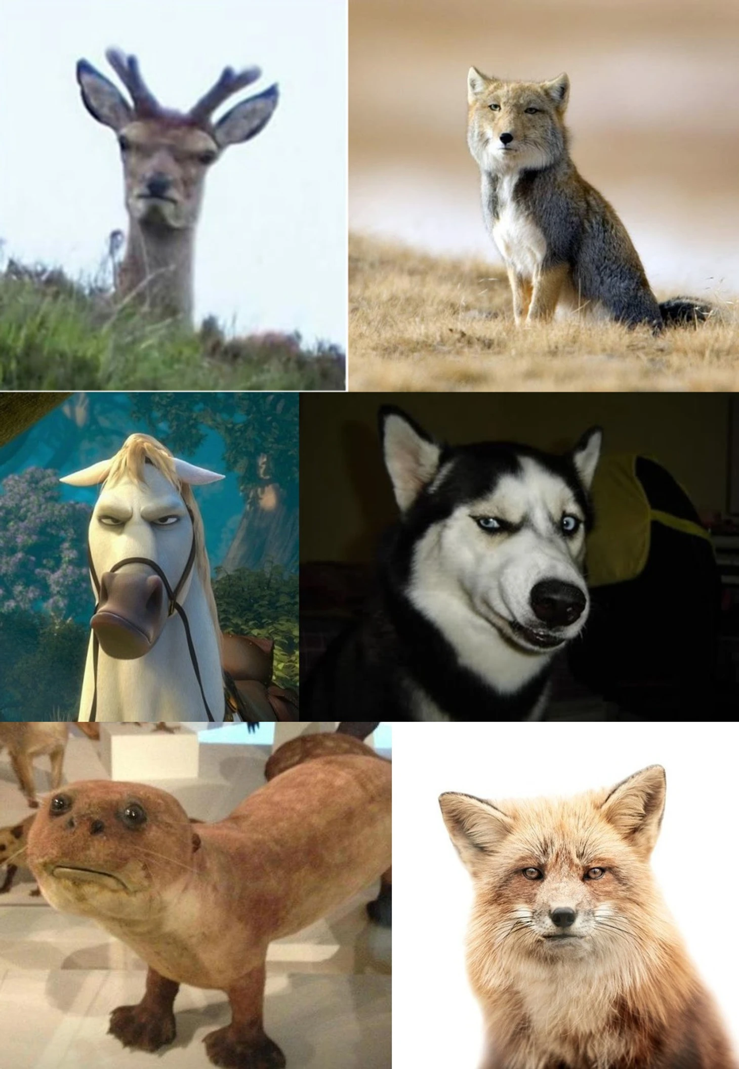 спролоопр