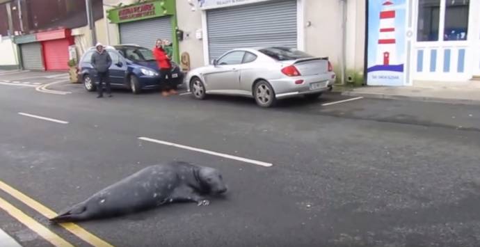В Ирландии тюлень Сэмми повадился ходить в рыбный ресторан