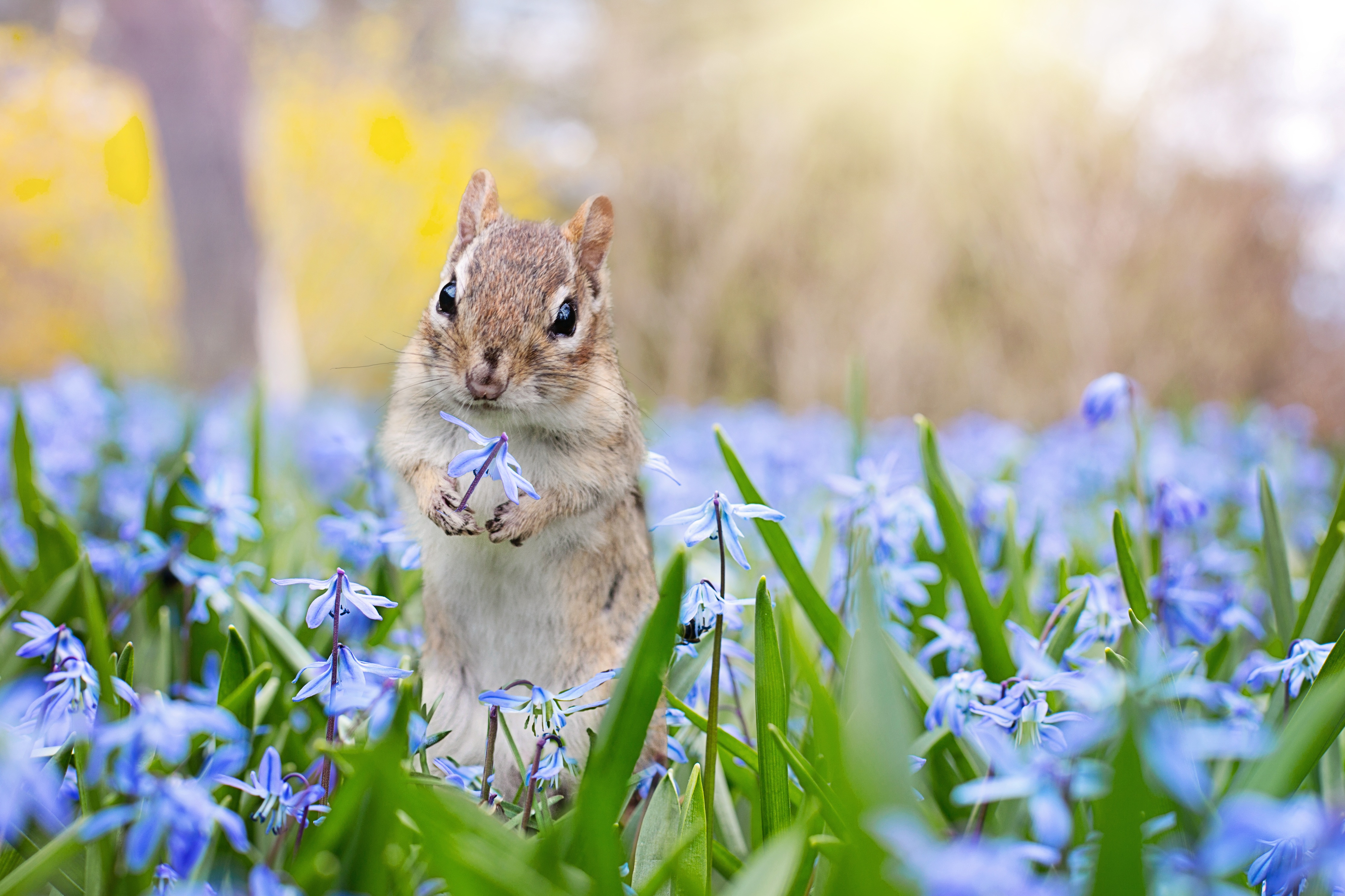 Доброе милые картинки весенние. Животные весной. Природа и животные.