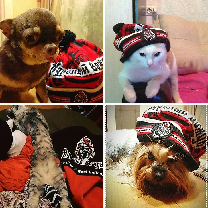 Хоккейные котики клуба