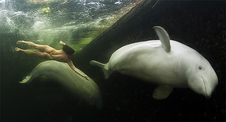 Спортсменка из России поплавала голой с китами Арктики (фото) - ecomamochka.ru