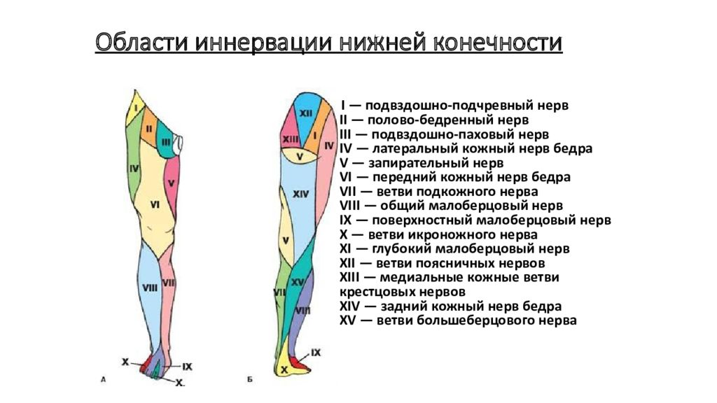 Онемение части бедра. Иннервация кожи бедра анатомия. Иннервация кожи нижней конечности схема. Иннервация мышц нижней конечности схема. Схема иннервации большеберцового нерва.