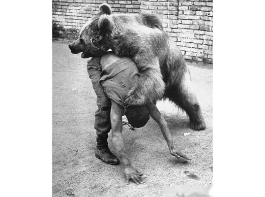 05-bear-boxer-iran