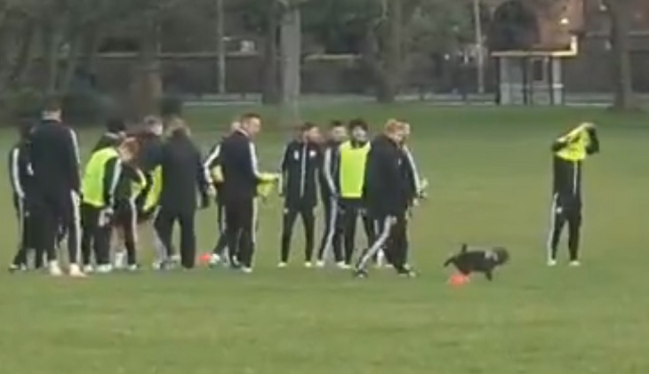 «Шеффилд» тренировался в парке рядом с «Энфилдом». На один из конусов пописала собака