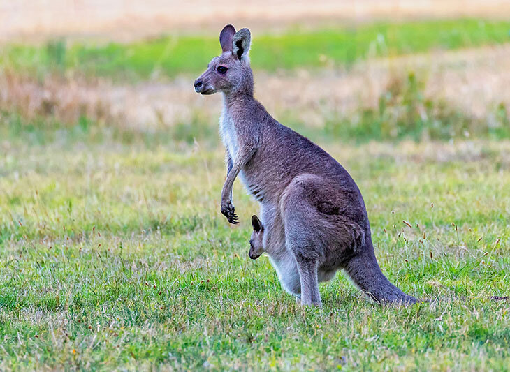 Причины, по которым кенгуру обитают только в Австралии
