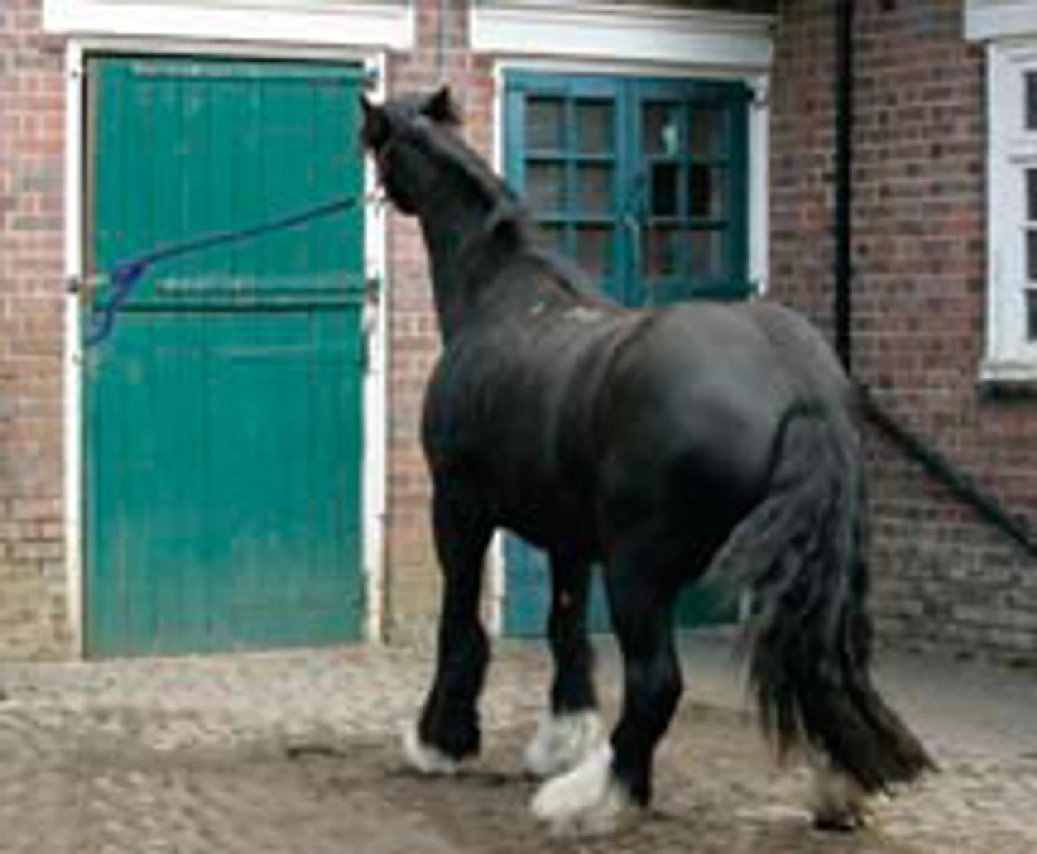 монти роберст