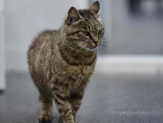 Кошка дня. Как Матроска в «Адмирале» жила