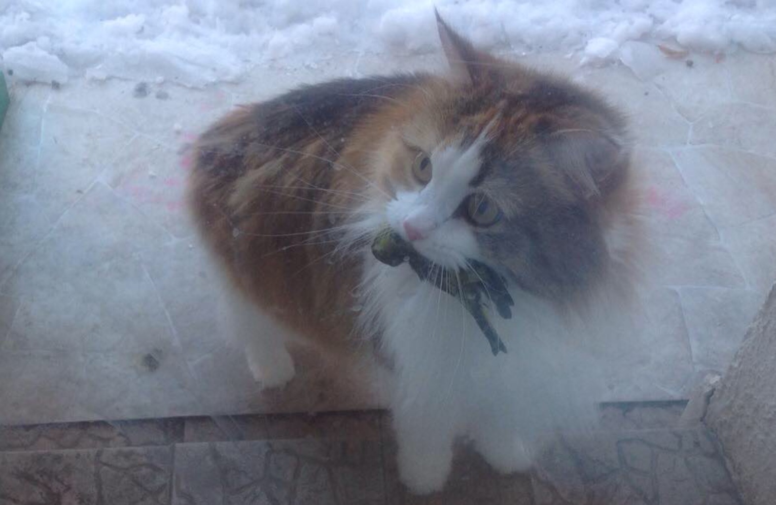 На Дерибасовской открылася пивная. Почему Курск в Лиге Европы – это прекрасно