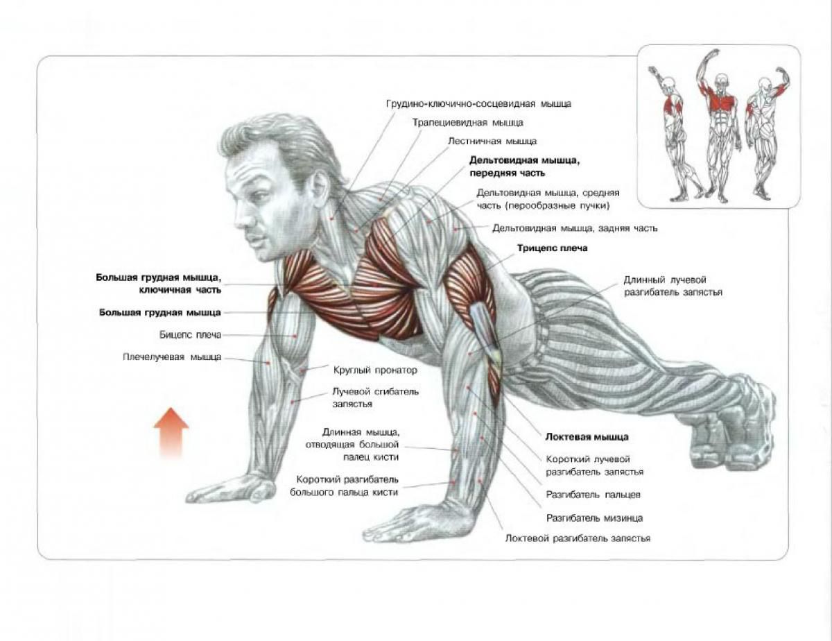 Система отжиманий для начинающих - Советы от Панды - Блоги Sports.ru