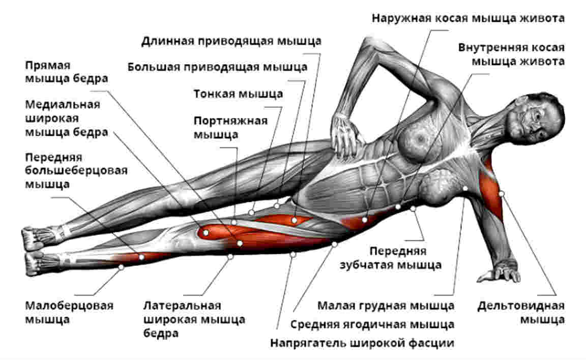 Можно ли греть ягодицу. Боковая планка группа мышц. Планка упражнение мышцы задействованные. Динамическая боковая планка. Динамическая планка какие мышцы задействованы.