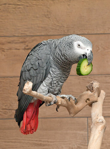 попугай ест огурец
