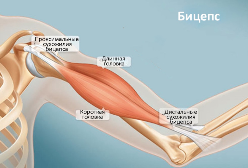 Воркаут: тренировка для начинающих