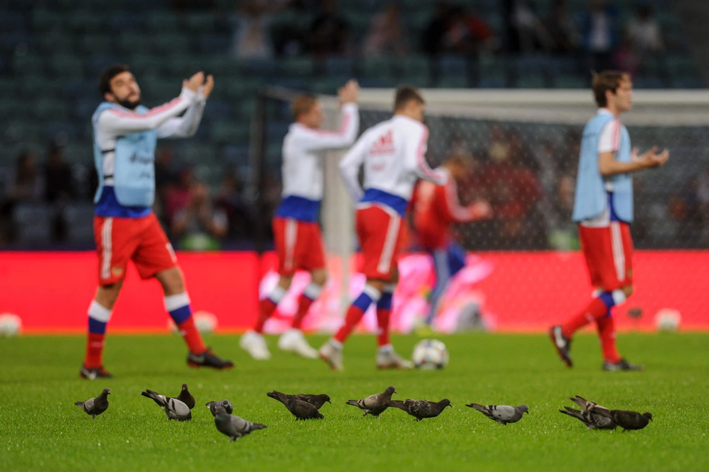 Голуби на матча Россия-Турция
