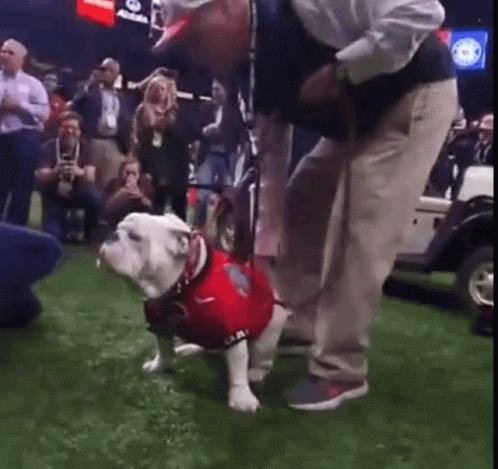 Bevo vs UGA